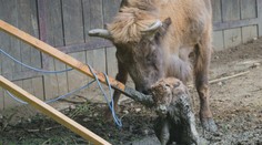 VIDEO: Boj o život v pražské zoo. Novorozený zubr zapadl do bahna