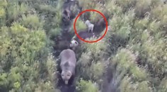 VIDEO: Ztratil se jim milovaný pejsek. Našel si kamarády, které nikdo nečekal
