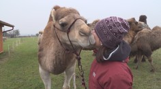 Smutní velbloudi! Kvůli covidu přišli o práci a teď vymýšlí blbosti! VIDEO