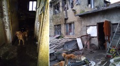 Důchodce trápil smečku 20 psů: Žili ve výkalech a mezi mrtvolami!
