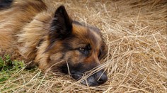 Smutný příběh ze Sokolova: Štěně běželo za kachnou, zemřelo před očima rodiny