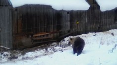 Medvěd na Slovensku opětovně navštěvuje místní stodoly, kde si hledá potravu