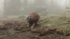 Zoo nabízí přetahování lanem s šelmami! Ochránci zvířat zuří