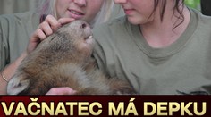 VAČNATEC má depku. Málo se s ním mazlí