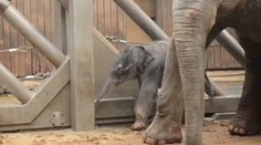 Sloní holčička z ostravské ZOO se konečně napila. Nemá ale ještě vyhráno, říkají ošetřovatelé