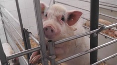 V boji proti nemoci střev pomáhají vědcům miniprasátka