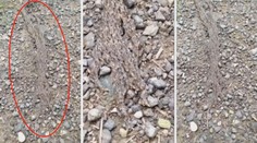 Marka vyděsila hmota, která se valila lesem. Odborníci tápou