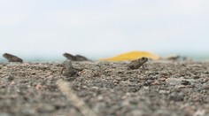Invaze žab u Chrudimi. Kvůli armádě ropuch museli zavřít i silnici!