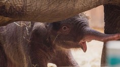 Slůně v ostravské zoo už má jméno! Podívejte se, jak se mu daří