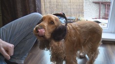 Nejpernější den roku zažívají zvířata v domácnostech i v zoologických zahradách