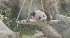Hongkong zachvátila pandí horečka. Na nová mláďata se před zoo stály fronty