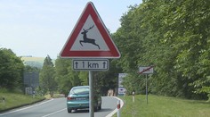 Zvěř působí desetitisíce dopravních nehod. Většině z nich se zabránit nedá