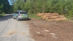 Policie dopadla zloděje dřeva. Škody dosahují téměř na milion korun