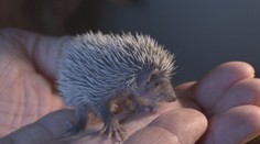 PODÍVEJTE SE! Tohle nejsou JEŽCI, ale blízcí PŘÍBUZNÍ SLONŮ!