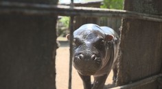 Malinká hrošice okouzlila lidi v jihlavské zoo. 70kilového drobka si maminka hlídá
