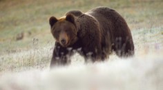 Obrovský medvěd se řítil na Slováka. Život si zachránil jedinou větou
