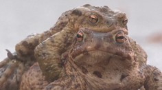 Žabí hlídky pomáhají polským žábám a ropuchám přes silnice