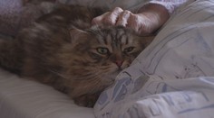 Kočky dělají radost pacientům ve vítkovické nemocnici, prý je i léčí