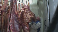 Češi se masa z Polska bát nemusí, tvrdí ministerstvo zemědělství
