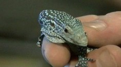 Plzeňska Zoo odchovala jako první mládě varana modrého