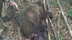 Na Slovensku někdo zastřelil medvědici! Zůstala po ní tři mláďata