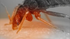 Nejhorší situace za posledních deset let, Česko zamořují štěnice