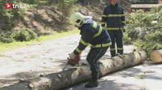 Policista kácel strom, ten spadl a zabil manželku