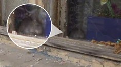 Žena si do domu nastěhovala nechutné spolubydlící. Lidé zuří
