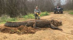 Z lupiče v domě na Floridě se vyklubal obří aligátor! VIDEO