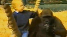 Neuvěřitelné! Holčička (1,5) si hraje s gorilami. Co na to říkáte?