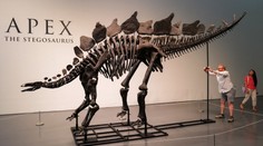 Nejdražší kostra dinosaura na světě vyšla kupce v aukci na miliardu