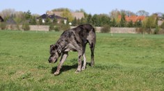 Muž měl ubodat v Litvínově sousedovi dogu. Řeší to policie