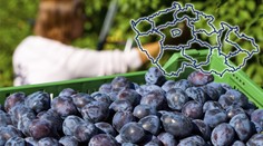 SAMOSBĚR ŠVESTEK: Plný košík za pár korun! PŘEHLED