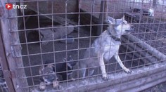 HYENISMUS: Odložili fenu i se štěňaty, dalšího psa vyhodili u trafiky