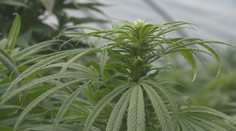 Německo je na cestě k legalizaci marihuany. Vláda poslala návrh dál