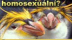 Mohou být zvířata homosexuální? Často se tak chovají