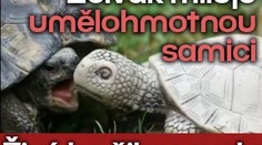 Želvák miluje umělohmotnou samici. Živé ho šikanovaly