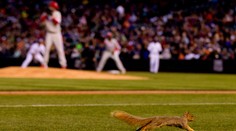 Bizarnosti v MLB: Veverka kradla metu, hráč ukazoval zadek