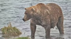 Zábavná soutěž na Aljašce: Lidé hledali nejtlustšího medvěda