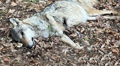 Motorkáři na Náchodsku našli utýranou březí vlčici. Trpěla několik týdnů