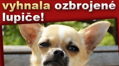 Statečná čivava vyhnala ozbrojené lupiče z obchodu!