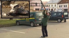 Drastické záběry: V Českém Brodě stříleli holuby! Padali mezi chodce