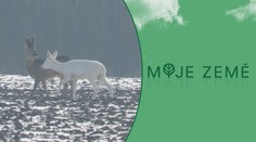 Neuvěřitelná hříčka přírody! Na Olomoucku se pohybuje srna albín