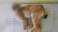 Policie řeší mrtvého rysa na Šumavě. Mohl ho zabít projíždějící vlak