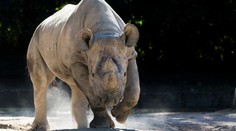 Samice nosorožce Eliška zahynula v Tanzanii: Poranil ji nápadník!
