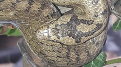 Had na plotě vyděsil obyvatele. Bylo to blízko, kde se našla mamba