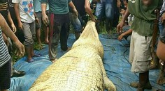 Tragický konec pátrání po starším muži. Našli ho v břiše obrovského krokodýla