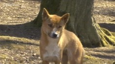 Zlínská ZOO získala vzácné novoguinejské psy