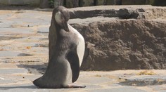 Zázrak v pražské zoo. Mládě tučňáka vyhodili z hnízda, chovatelé ho zachránili