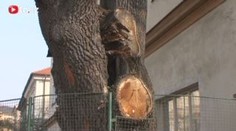 Památný dub v Litoměřicích zmizel za jeden den